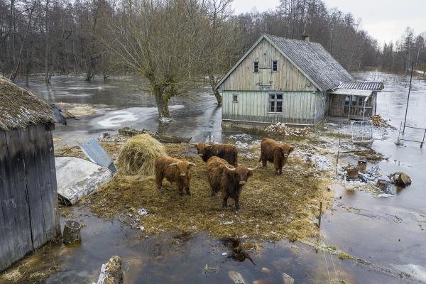 Saulius Ziura Nojaus arka kasmet